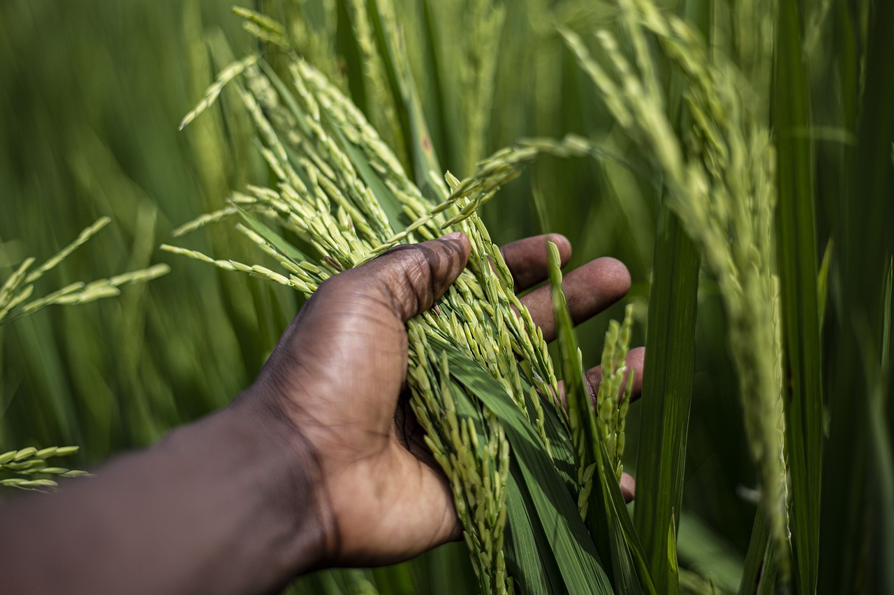 Read more about the article Lubero: des semences de riz distribuées aux agriculteurs de Bapere (CongoForum)