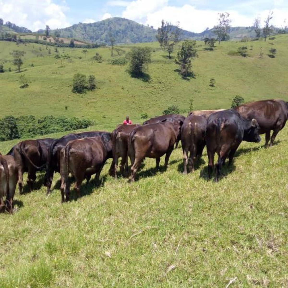 Lees meer over het artikel Inkomsten CHAMOKI-boerderij dalen enorm door oorlog (CongoForum)