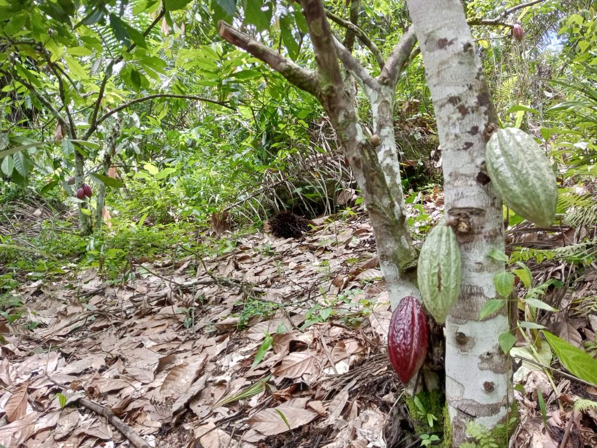 Lees meer over het artikel Tshopo: coöperatieve cacaotelers is tevreden over productiecijfers (CongoForum)
