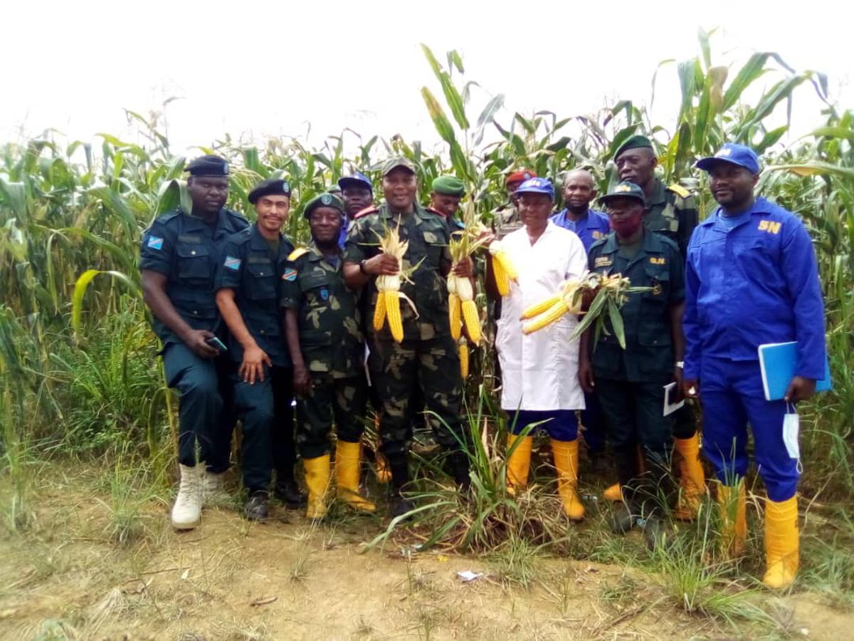 Lees meer over het artikel Centraal-Kongo: Nationale Dienst teelt maïs op 500 hectare (CongoForum)