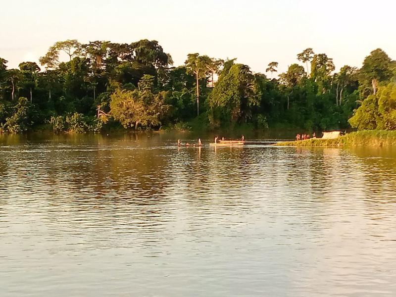 Lees meer over het artikel Provincie Tshopo treedt op tegen clandestiene handel in papegaaien (CongoForum)