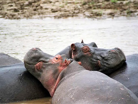 Lees meer over het artikel Virungapark: minstens 26 dode nijlpaarden aangetroffen in drie dagen (CongoForum)