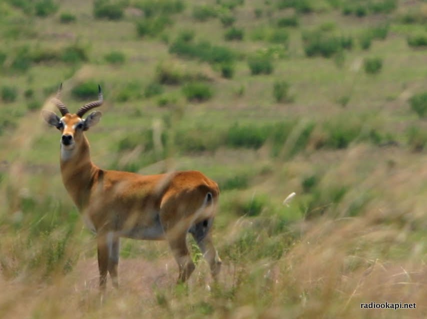 Lees meer over het artikel Virungapark viert 100ste verjaardag, maar parkwachters riskeren vaak hun leven (CongoForum)