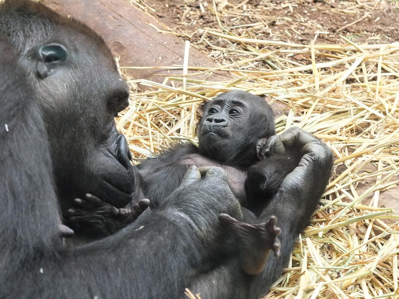 Lees meer over het artikel Gorillababy geboren in Virungapark in Oost-Congo (Congo)