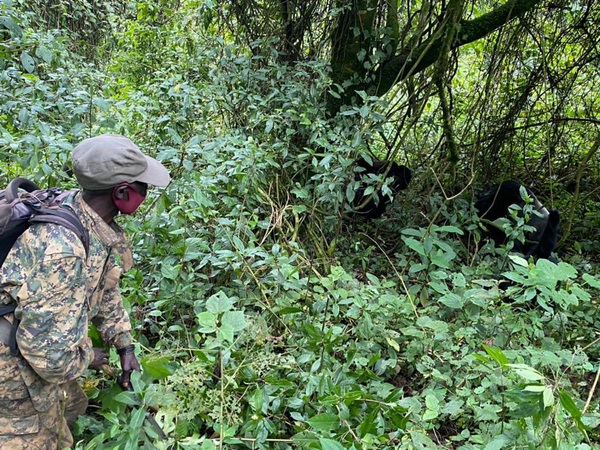 Lees meer over het artikel Extra parkwachters voor natuurpark van Lomami in Maniema (CongoForum)