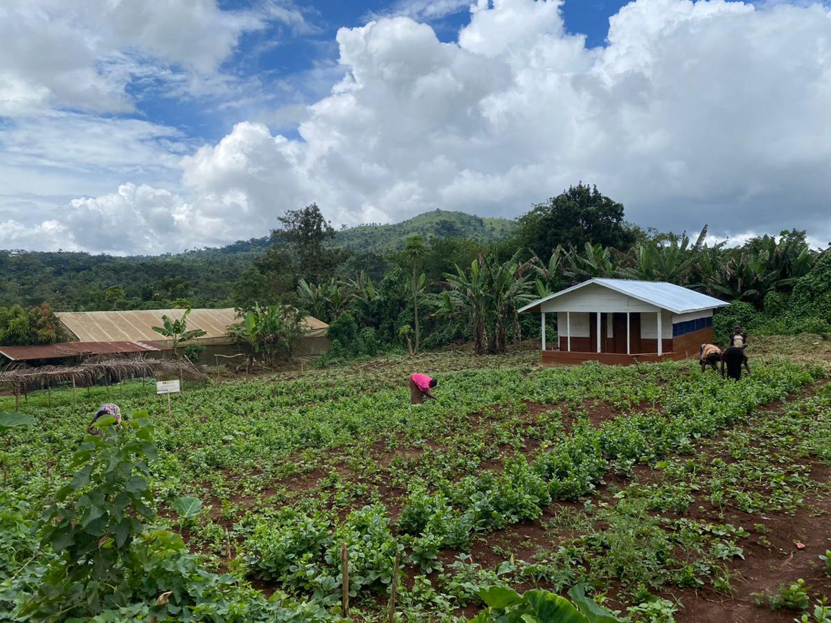 Lees meer over het artikel Oost-Kasaï: boeren in Lupatapata sensibiliseren om productie te vergroten (CongoForum)