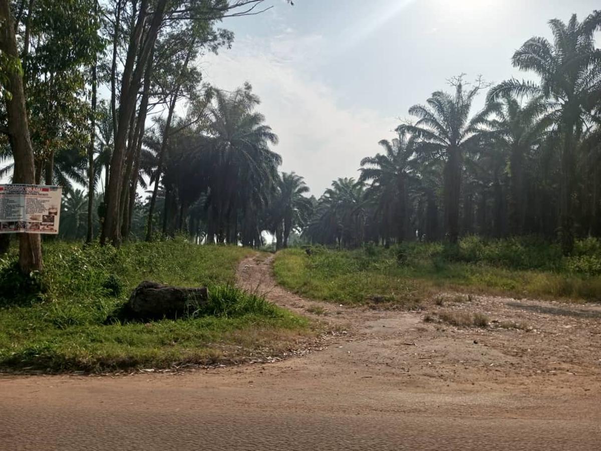 Lees meer over het artikel Congo verbiedt productie van rood padoekhout (CongoForum)