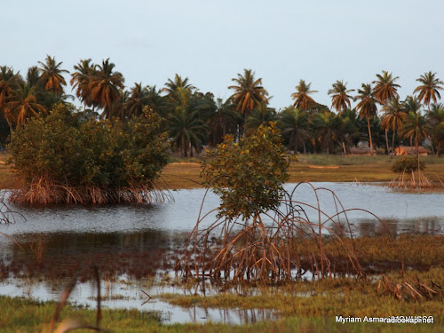 Lees meer over het artikel PPLAAF: privébelangen en vervuiling bedreigen belangrijk mangrovepark (CongoForum)