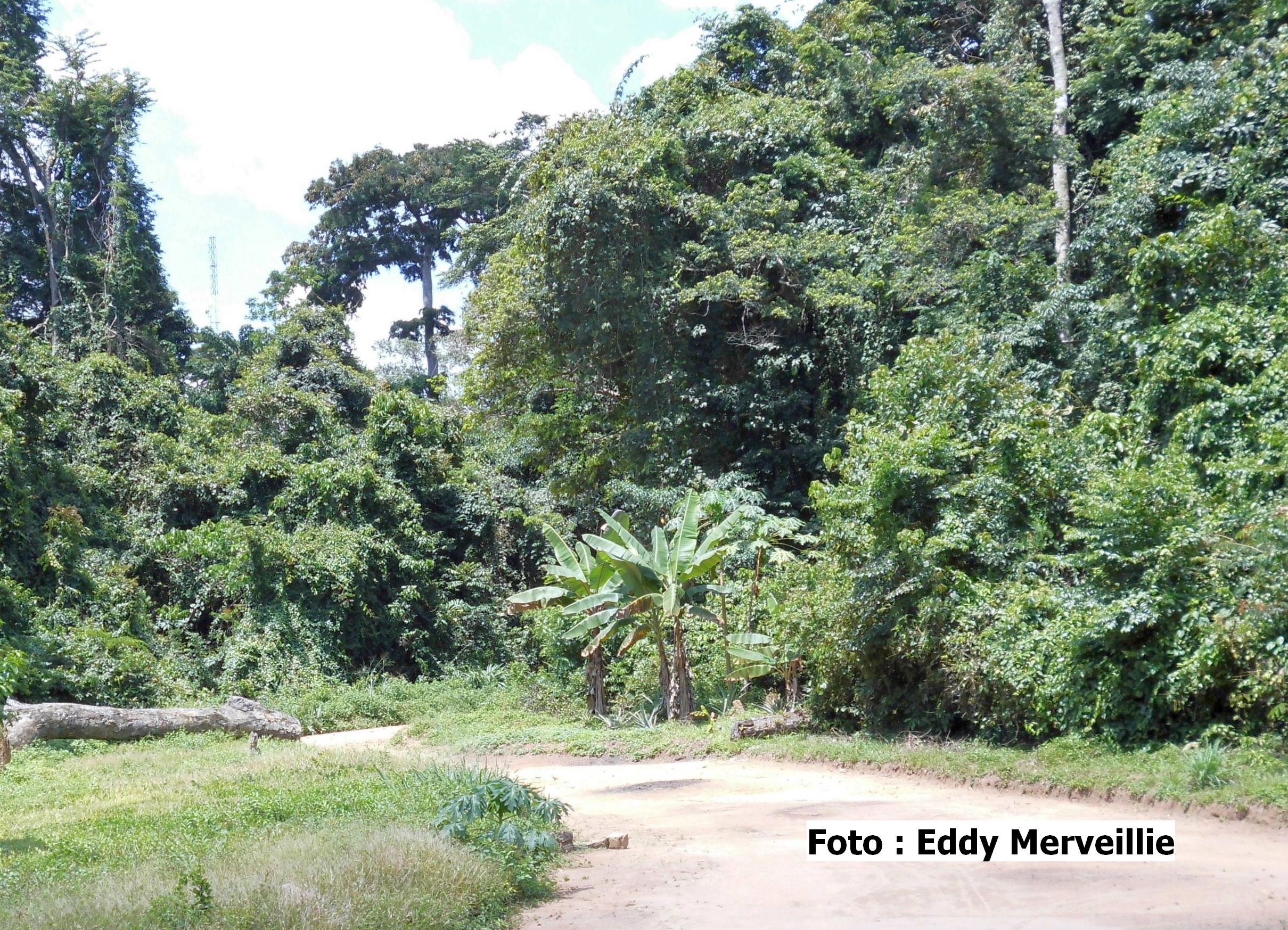 Lees meer over het artikel Tshopo: verontrustende ontbossing in onderzoeksvelden van Yangambi (CongoForum)