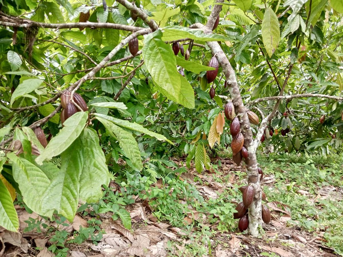 Lees meer over het artikel Koffie- en cacaoteelt in Noord-Kivu: klachten over wangedrag overheidsdiensten (CongoForum)