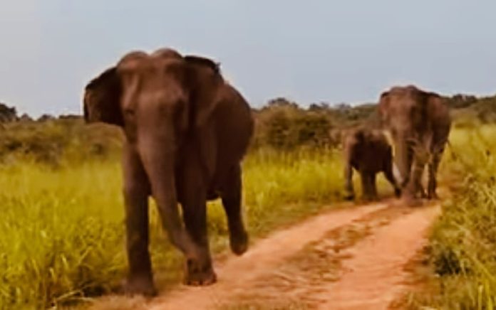 Lees meer over het artikel Tshuapa: olifanten uit Salongapark zaaien terreur in Monkoto (CongoForum)