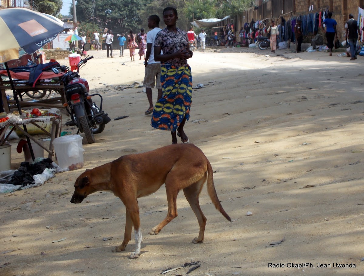 Lees meer over het artikel Vele hondenbeten in Bahema-Sud leiden tot ongerustheid over volksgezondheid (CongoForum)