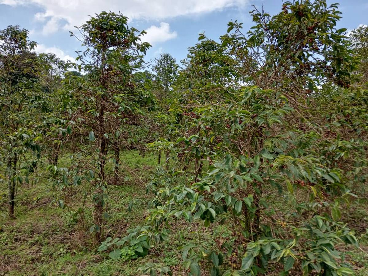 Lees meer over het artikel 12.000 landbouwers werken mee aan project rond robustakoffie in Noord-Kivu en Ituri (CongoForum)