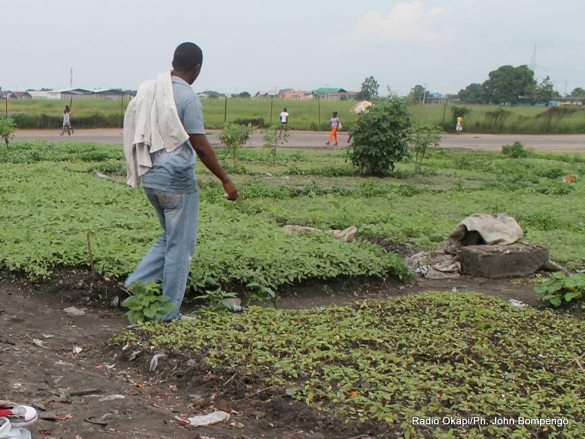 Lees meer over het artikel Provincie Noord-Ubangi verdeelt zaaigoed onder landbouwers (CongoForum)