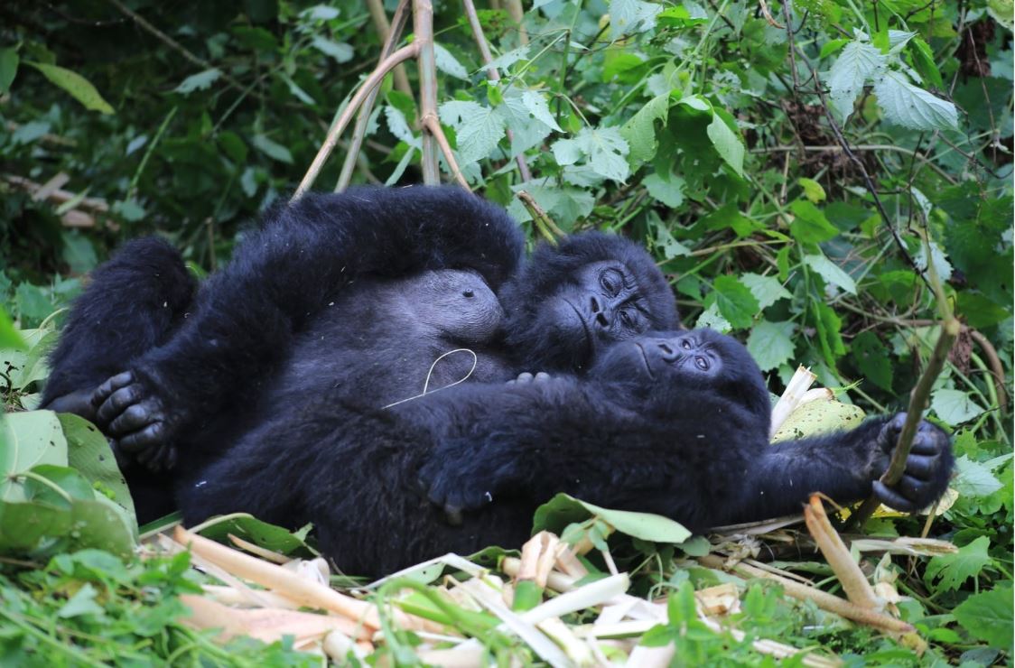 Read more about the article Nord-Kivu: douze défenseurs de l’environnement tués en huit mois, les forêts du bassin du Congo sous pression des conflits armés (CongoForum)