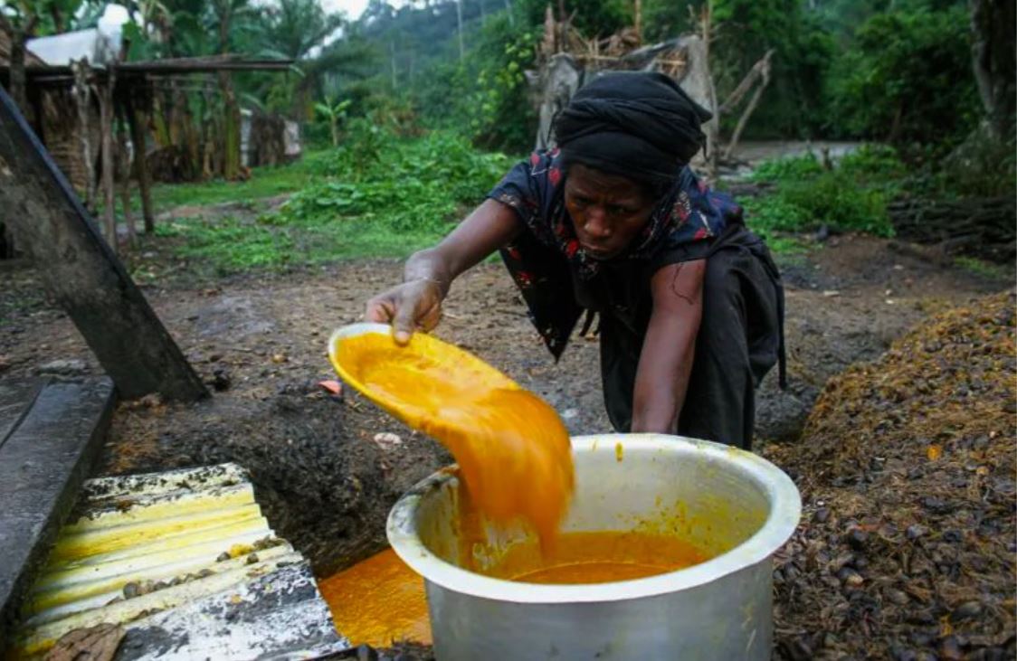 Read more about the article Maniema: les habitants de Kasuku sensibilisés aux risques liés à la consommation excessive d’huile de palme (CongoForum)