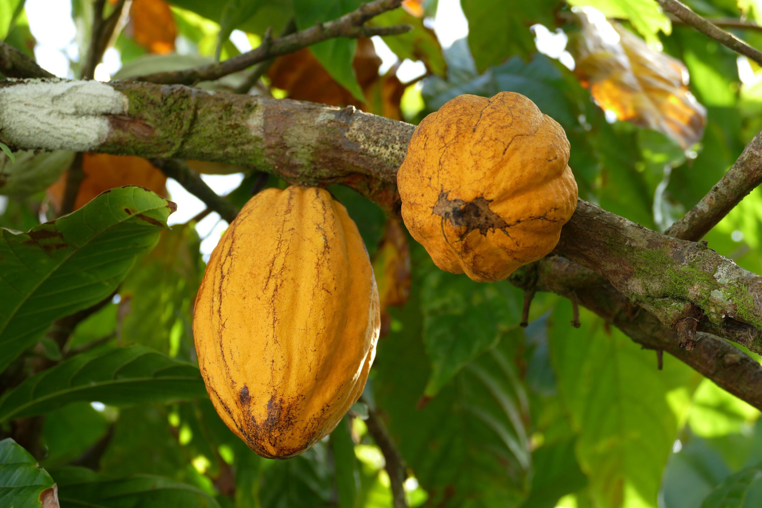 Lees meer over het artikel Cacao: DR Congo treedt toe tot internationale organisatie van producerende landen (CongoForum)