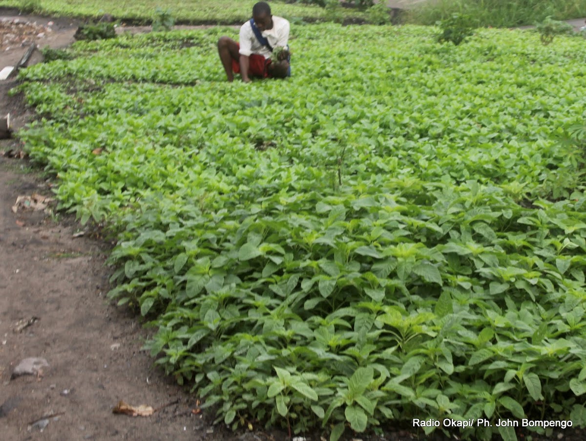 Lees meer over het artikel Congo: potentieel een grote landbouwmacht, maar infrastructuur blijft grootste obstakel (CongoForum)