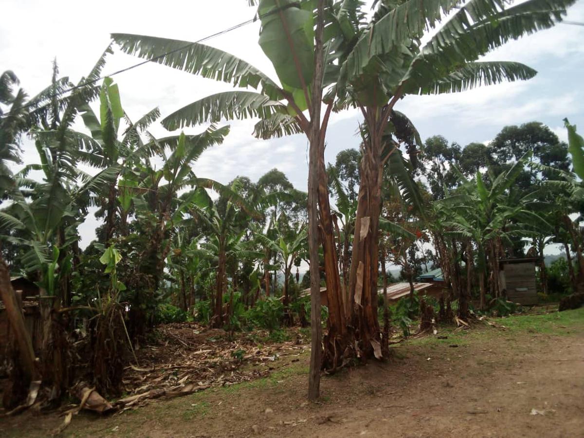 Lees meer over het artikel Noord-Kivu: vele hectares aan bananenplantages zijn vernietigd in Rutshuru (CongoForum)