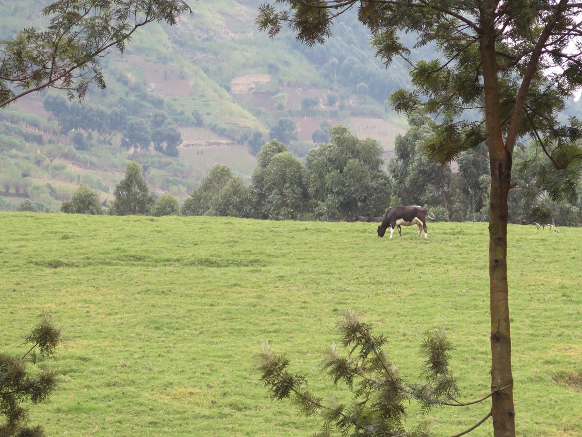 Lees meer over het artikel Ertsen en landbouwgronden in Masisi verklaren aanhoudende gevechten (CongoForum)