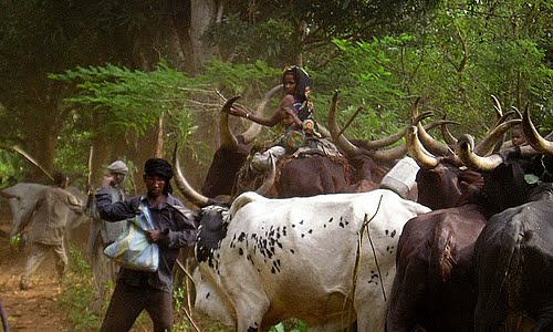 Lees meer over het artikel Congo stuurt identificatiemissie met oog op spanningen rond Mbororo-veehouders (CongoForum)