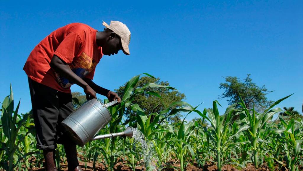 Lees meer over het artikel Agro-industrieel park in Mbanza-Ngungu moet 20.000 jobs opleveren (CongoForum)
