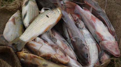Lees meer over het artikel Kinshasa: meer klanten vinden weg naar gemoderniseerde vismarkt van Kingabawa Uzam (CongoForum)