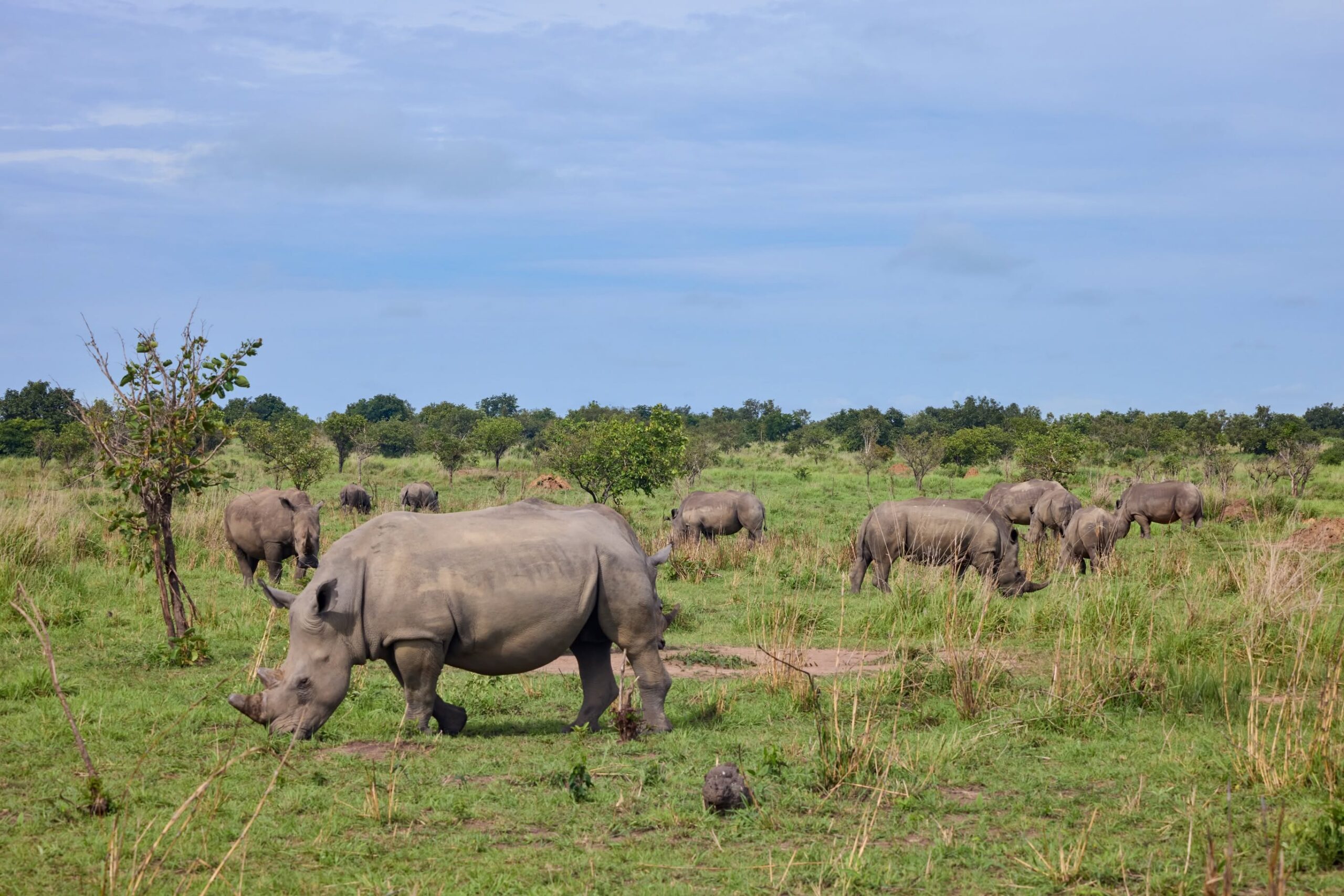 Read more about the article Naissance d’un rhinocéros blanc à Garamba, un nouvel espoir pour la biodiversité (CongoForum)