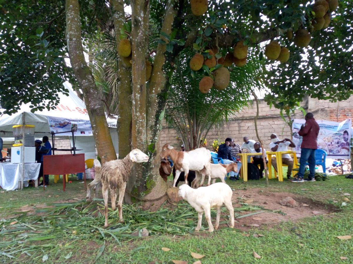 Lees meer over het artikel Zuid-Kivu: pest bij kleine herkauwers doodt bijna 200 geiten in streek van Idjwi (CongoForum)