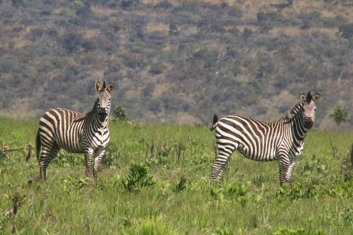 Lees meer over het artikel Middenveld is ongerust over aantasting nationaal park van Upemba (CongoForum)